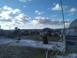 Bauernhof in sonnigem Manitoba zu verkaufen. Haus, Stallungen, Werkstatt, ueber 5.7 millionen qmtr. Bild 5