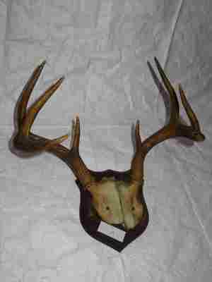 Hirschgeweih Elch?