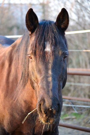 Pflege-   Reitbeteiligung gesucht (Person gesucht)