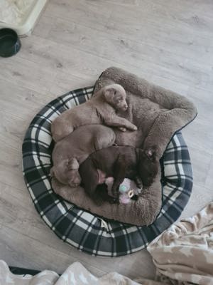 3 zuckersüße Labrador   Labradore   Junghunde in 50170 Kerpen abzugeben Bild 4