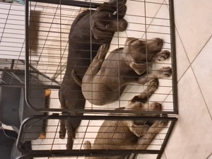 3 zuckersüße Labrador   Labradore   Junghunde in 50170 Kerpen abzugeben Bild 5