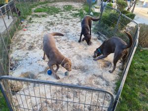 3 zuckersüße Labrador   Labradore   Junghunde in 50170 Kerpen abzugeben Bild 2