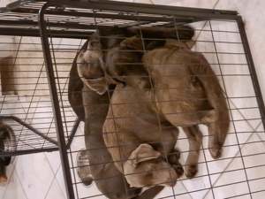 3 zuckersüße Labrador   Labradore   Junghunde in 50170 Kerpen abzugeben Bild 6