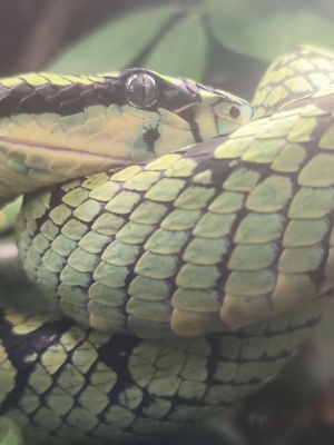Aufnahme von Schlangen und Reptilien in not Bild 5