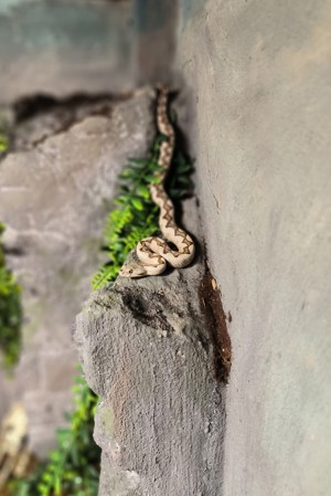 Aufnahme von Schlangen und Reptilien in not Bild 7