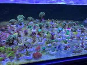 Korallenableger Weichkorallen Meerwasser Aquarium Korallen Ableger Euphyllia Zoas Pilzleder Bild 3