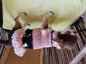 Chihuahua Hundekleid mit Spitze