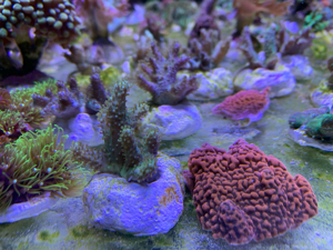 Korallenableger Weichkorallen Meerwasser Aquarium Korallen Ableger Euphyllia Zoas Pilzleder Bild 2