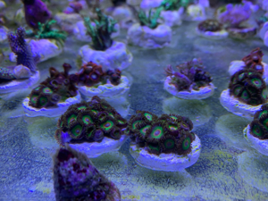 Korallenableger Weichkorallen Meerwasser Aquarium Korallen Ableger Euphyllia Zoas Pilzleder Bild 5