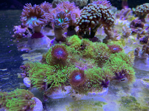 Korallenableger Weichkorallen Meerwasser Aquarium Korallen Ableger Euphyllia Zoas Pilzleder Bild 4