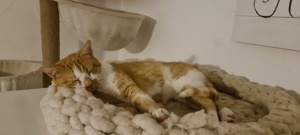 Katze Kater rot weiß getigert 2 Jahre Freigänger Bild 1