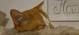 Katze Kater rot weiß getigert 2 Jahre Freigänger Bild 2