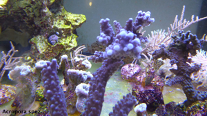 Korallen Nachzucht Bild 5