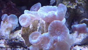 Korallen Nachzucht Bild 2