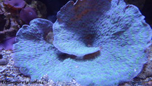 Korallen Nachzucht Bild 6