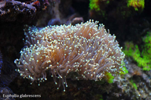 Korallen Nachzucht Bild 4