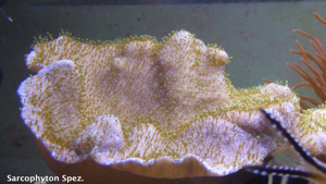 Korallen Nachzucht Bild 3