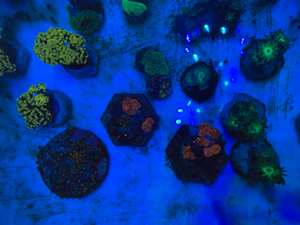 Korallenableger Weichkorallen Meerwasser Aquarium Korallen Ableger Euphyllia Zoas Pilzleder Bild 8