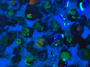 Korallenableger Weichkorallen Meerwasser Aquarium Korallen Ableger Euphyllia Zoas Pilzleder Bild 6