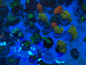 Korallenableger Weichkorallen Meerwasser Aquarium Korallen Ableger Euphyllia Zoas Pilzleder Bild 7