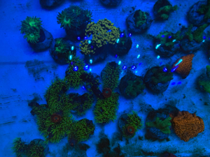 Korallenableger Weichkorallen Meerwasser Aquarium Korallen Ableger Euphyllia Zoas Pilzleder Bild 9