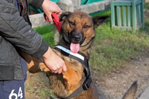 Familienhund Nyaki sucht sein Glück Bild 1