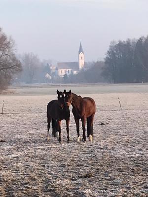 Reitunterricht für Anfänger und Fortgeschrittene auf Reitbeteiligungsbasis Bild 2