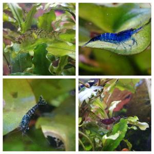 Interessante Mix Garnelen, Neocaridina Grande Wildform gestreift