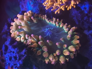 Meerwasser Kupferanemone Sunburst Anemone Entacmea quadricolor (Korallen, Salzwasser, Drahtalgen) Bild 1