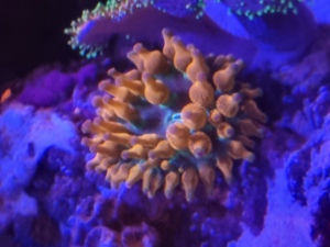 Meerwasser Kupferanemone Sunburst Anemone Entacmea quadricolor (Korallen, Salzwasser, Drahtalgen) Bild 3