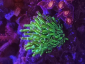 Meerwasser Kupferanemone Sunburst Anemone Entacmea quadricolor (Korallen, Salzwasser, Drahtalgen) Bild 4