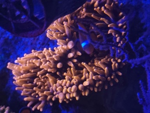 Meerwasser Kupferanemone Sunburst Anemone Entacmea quadricolor (Korallen, Salzwasser, Drahtalgen) Bild 2