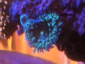 Meerwasser Kupferanemone Sunburst Anemone Entacmea quadricolor (Korallen, Salzwasser, Drahtalgen) Bild 5