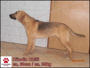 Chilli große Schäferhund Mischlingshündin Junghund Mischling Hündin sucht Zuhause oder Pflegestelle Bild 2