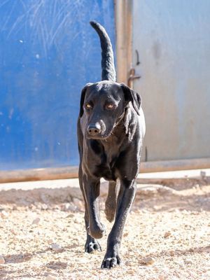 Leo sucht eine Pflegestelle oder ein Zuhause Bild 4
