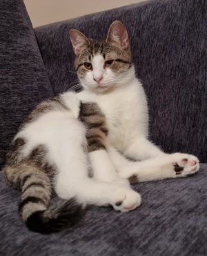 Samuel, geb. ca. 05 2022, lebt in GRIECHENLAND, auf einer privaten Pflegestelle  Bild 8