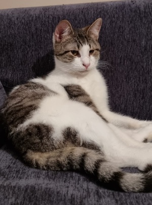 Samuel, geb. ca. 05 2022, lebt in GRIECHENLAND, auf einer privaten Pflegestelle  Bild 5