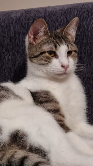 Samuel, geb. ca. 05 2022, lebt in GRIECHENLAND, auf einer privaten Pflegestelle  Bild 4