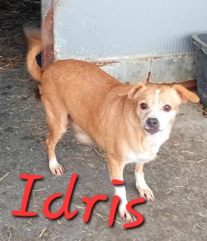 Hündin Idris such kuschelige Heimat für immer Bild 5