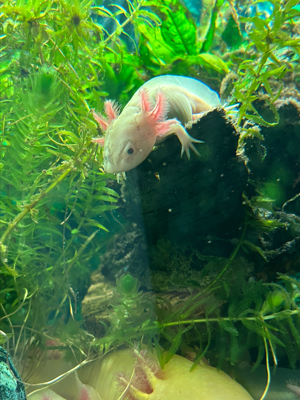 Axolotl