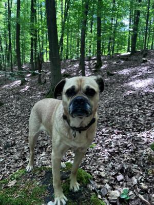 Mopsmischling Lilli sucht Hundemenschen