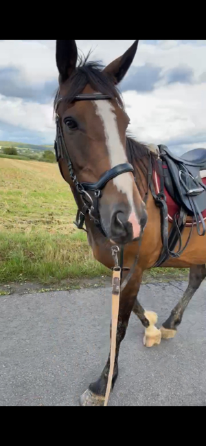 Irish Sporthorse Stute- Irisches Sport Pferd Bild 3