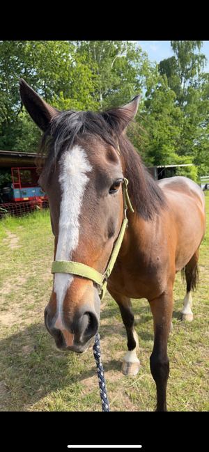 Irish Sporthorse Stute- Irisches Sport Pferd Bild 9