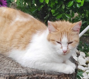 Marcio, geb. ca.05 2021, lebt inGRIECHENLAND,auf einer privaten Pflegestelle Bild 7