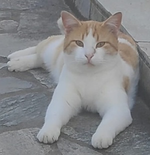 Marcio, geb. ca.05 2021, lebt inGRIECHENLAND,auf einer privaten Pflegestelle Bild 4