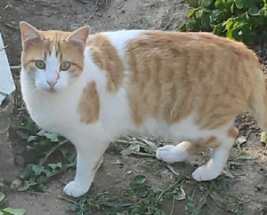 Marcio, geb. ca.05 2021, lebt inGRIECHENLAND,auf einer privaten Pflegestelle Bild 3