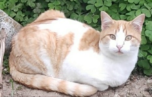 Marcio, geb. ca.05 2021, lebt inGRIECHENLAND,auf einer privaten Pflegestelle Bild 2