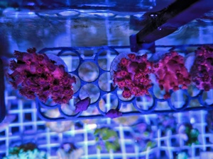 Goniopora Rot mit Blauen Mund Meerwasser Ableger Bild 3