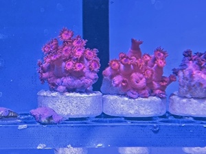 Goniopora Rot mit Blauen Mund Meerwasser Ableger Bild 4