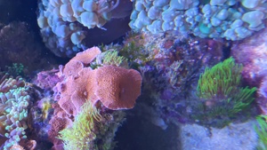 Rote Scheibenanemone ( Discosoma) 